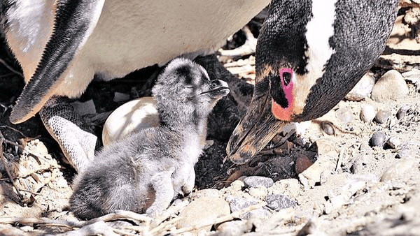 Pinguino y cria